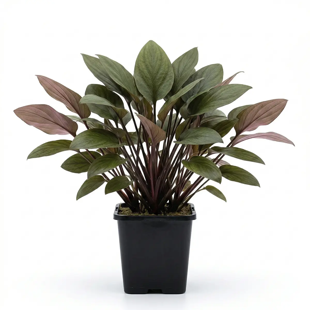 Lagenandra Meeboldi Red XL nascapers