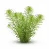 Myriophyllum Guyana (manojo) nascapers.es