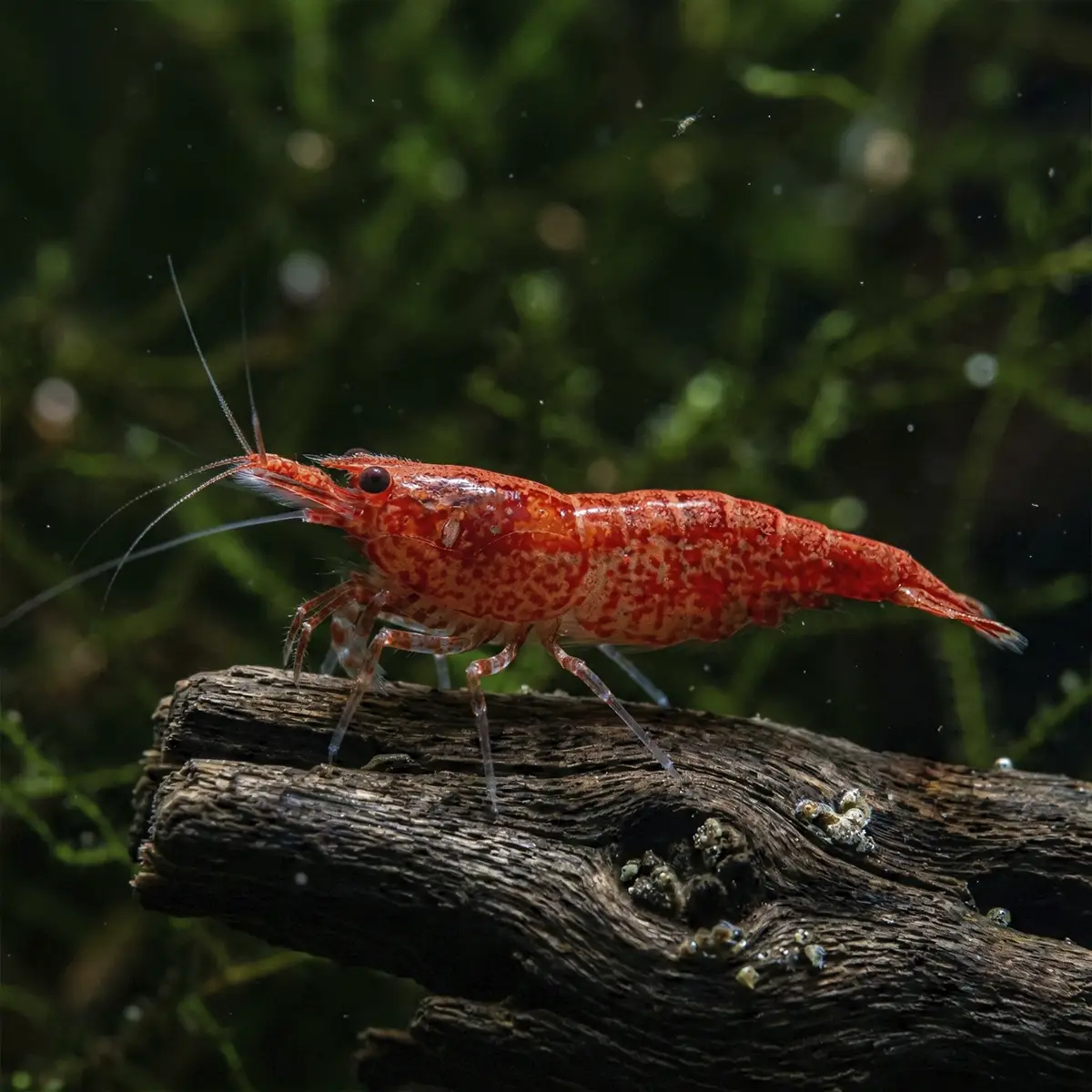 Neocaridina Super Red Cherry nascapers.es