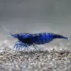 Neocaridina Blue Dream nascapers.es