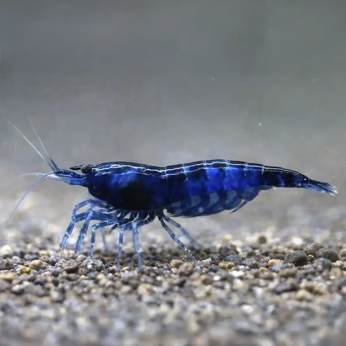 Neocaridina Blue Dream nascapers.es
