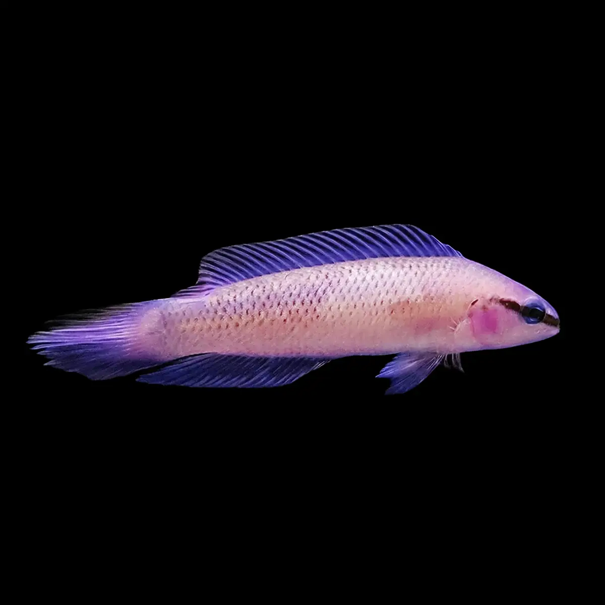 Pseudochromis Fridmani nascapers.es