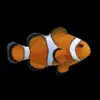 Pez Payaso | Amphiprion Ocellaris nascapers.es