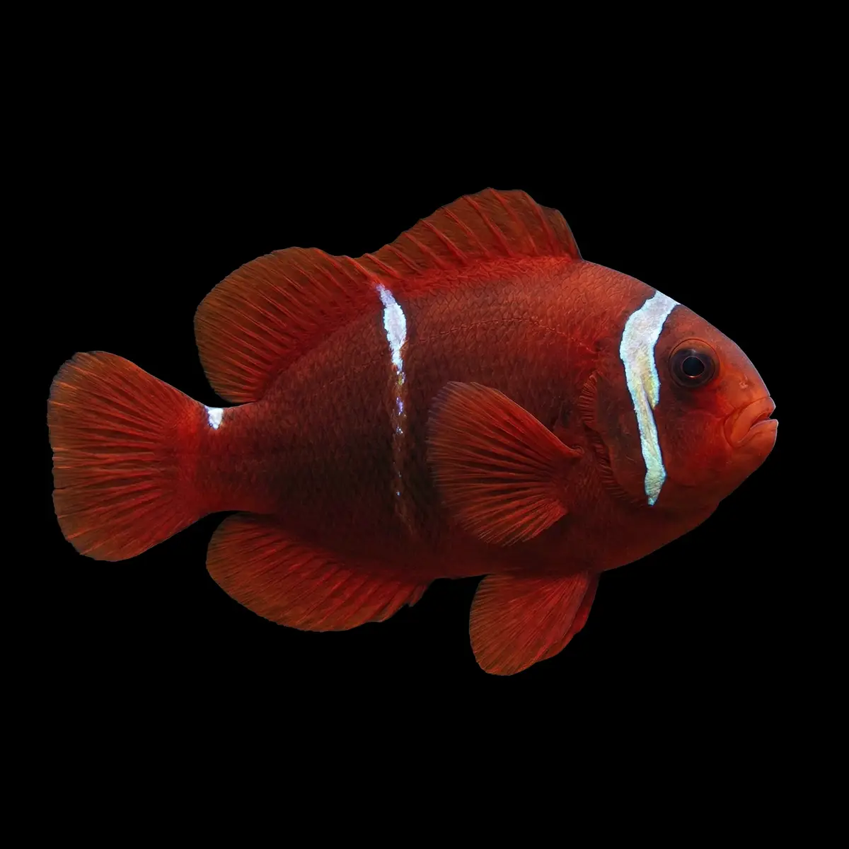 Pez Payaso Marrón | Premnas Biaculeatus nascapers.es