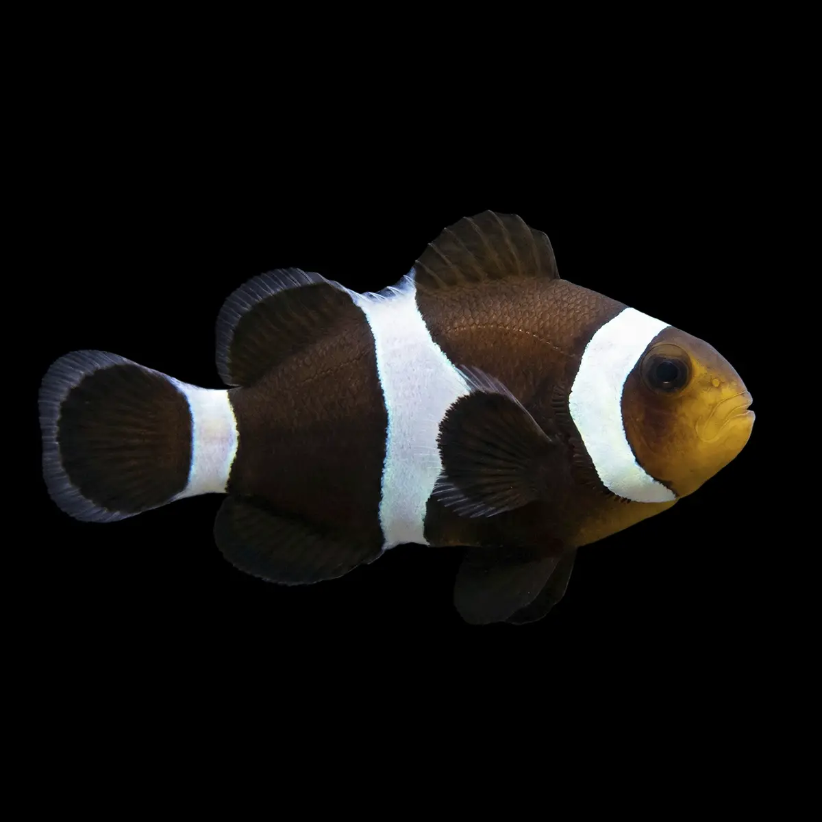 Pez Payaso Negro | Amphiprion Ocellaris nascapers.es