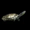 Tortuga Pelomedusa Subrufa nascapers.es