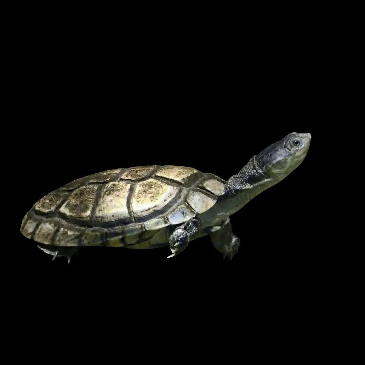 Tortuga Pelomedusa Subrufa nascapers.es