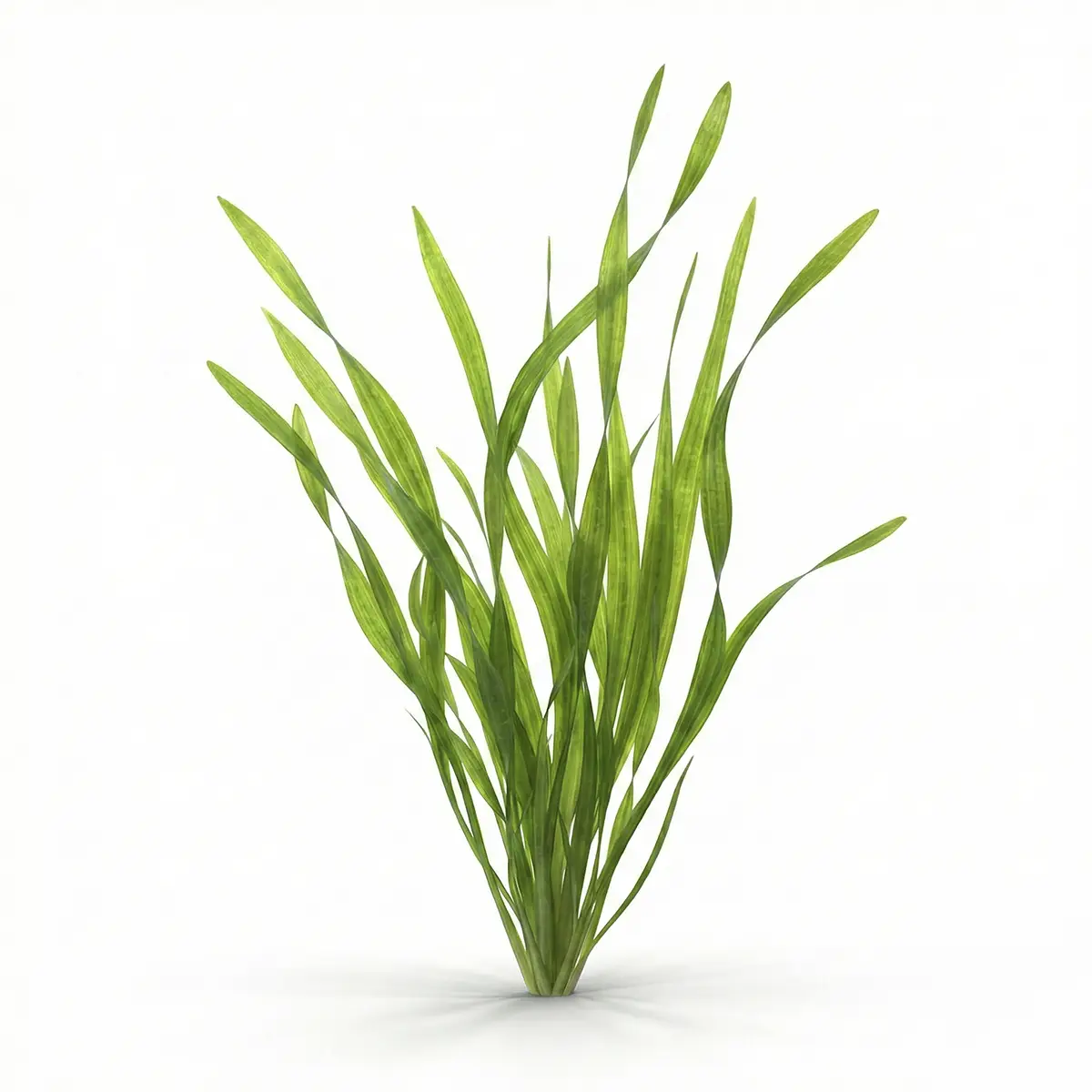 Vallisneria Asiática nascapers.es