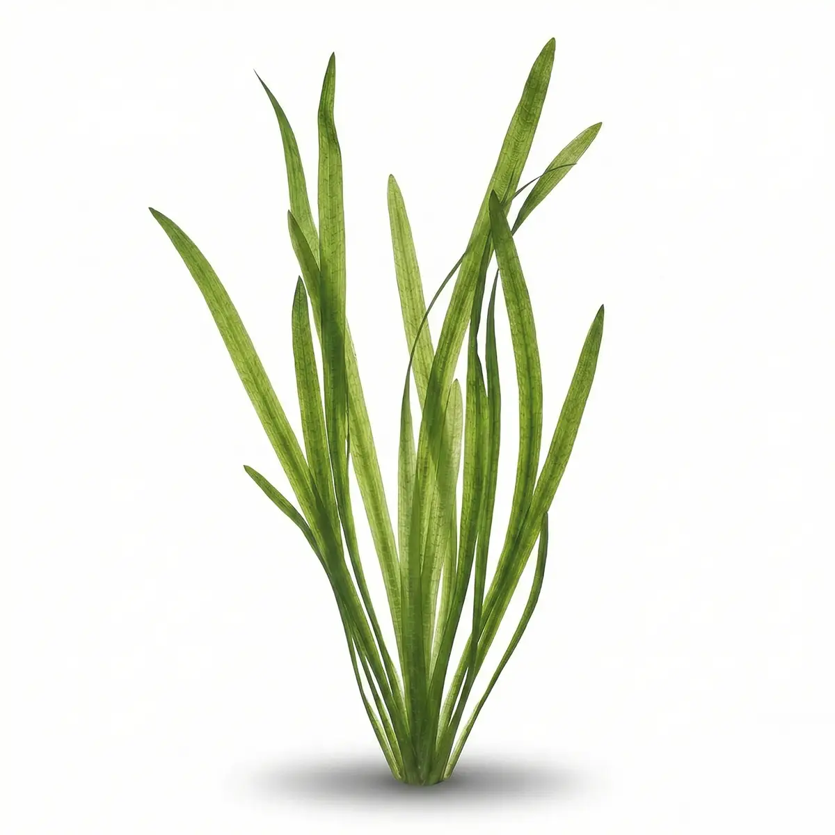 Vallisneria Gigantea nascapers.es