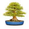 Bonsai Arce Buergerianum Tridente