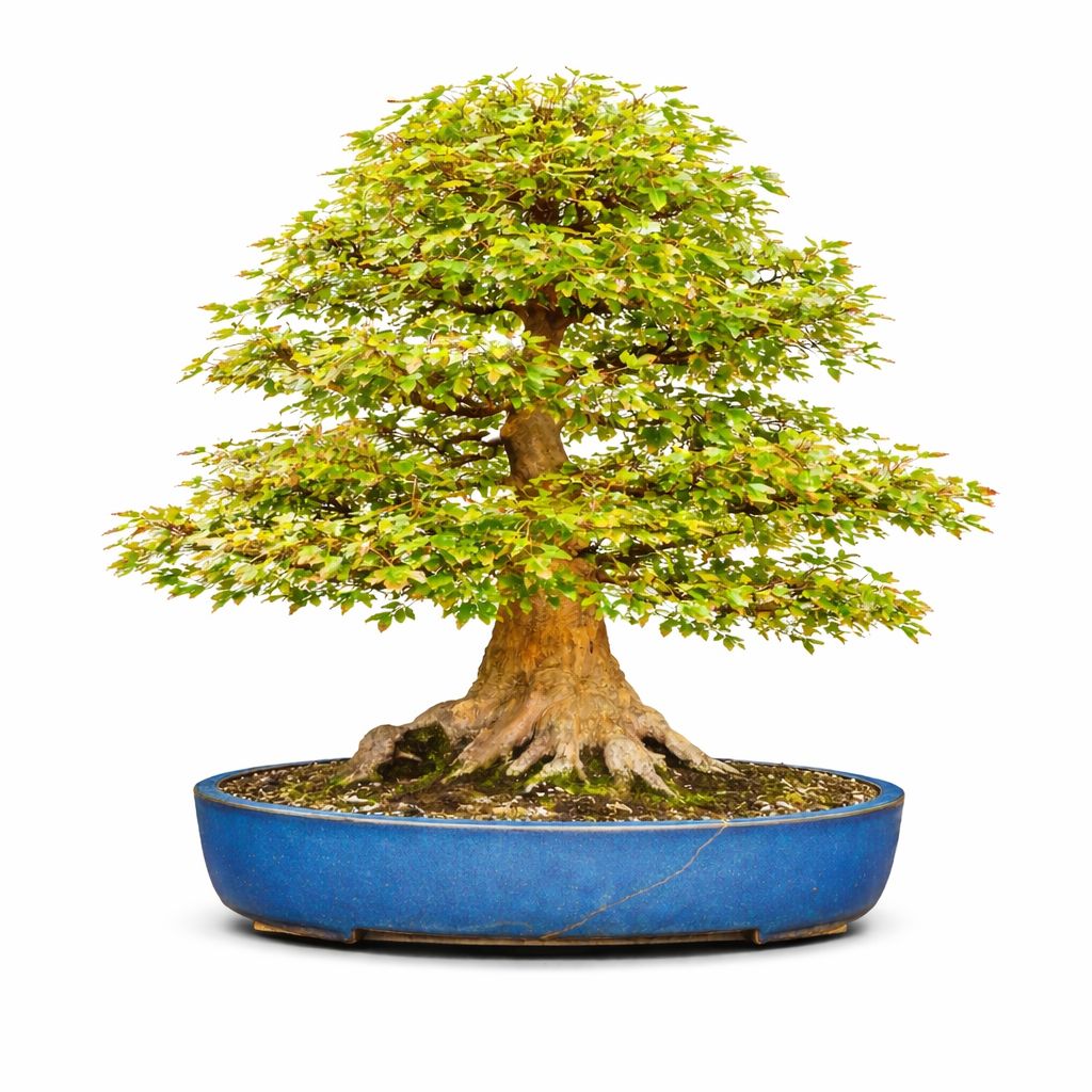 Bonsai Arce Buergerianum Tridente