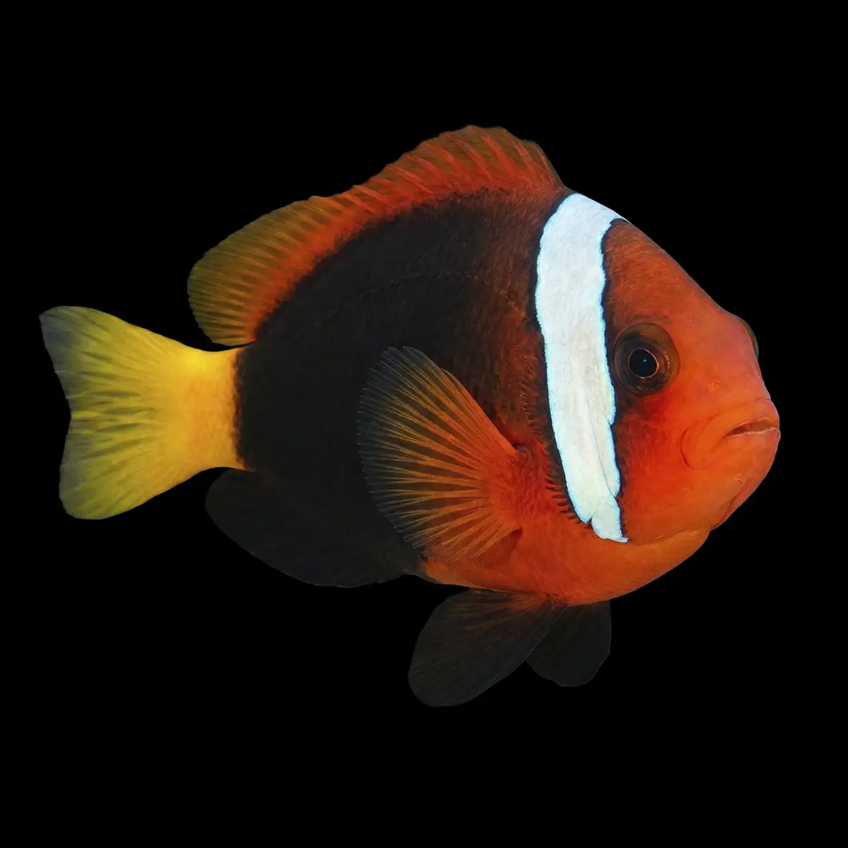 Amphiprion Frenatus Pez Payaso Tomate nascapers.es