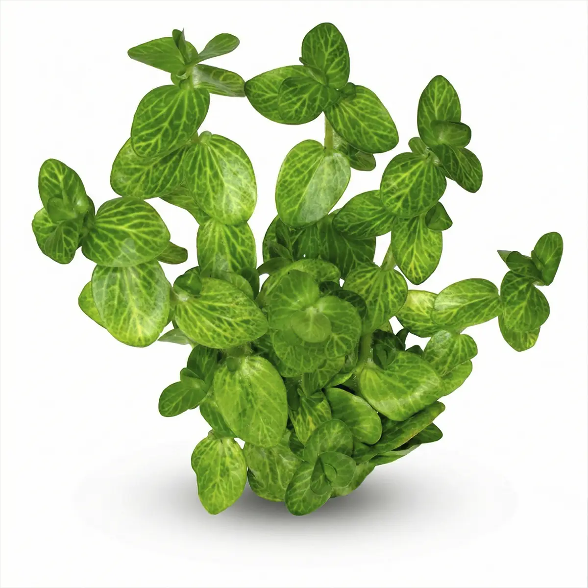 Bacopa Lanigera nascapes.es