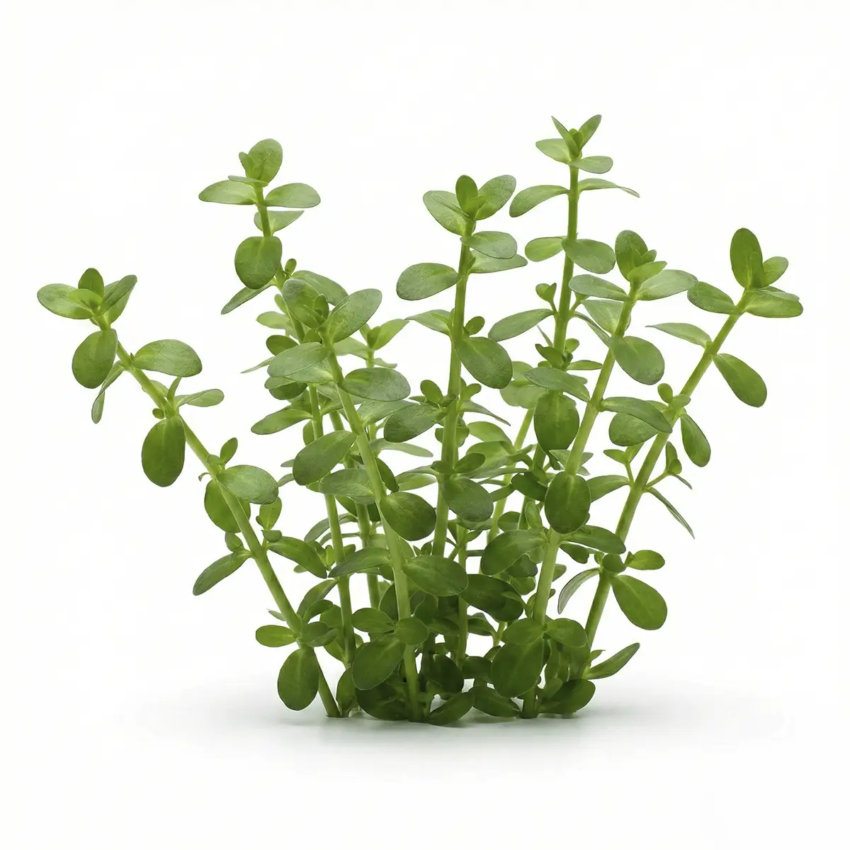 Bacopa Monnieri nascapers.es