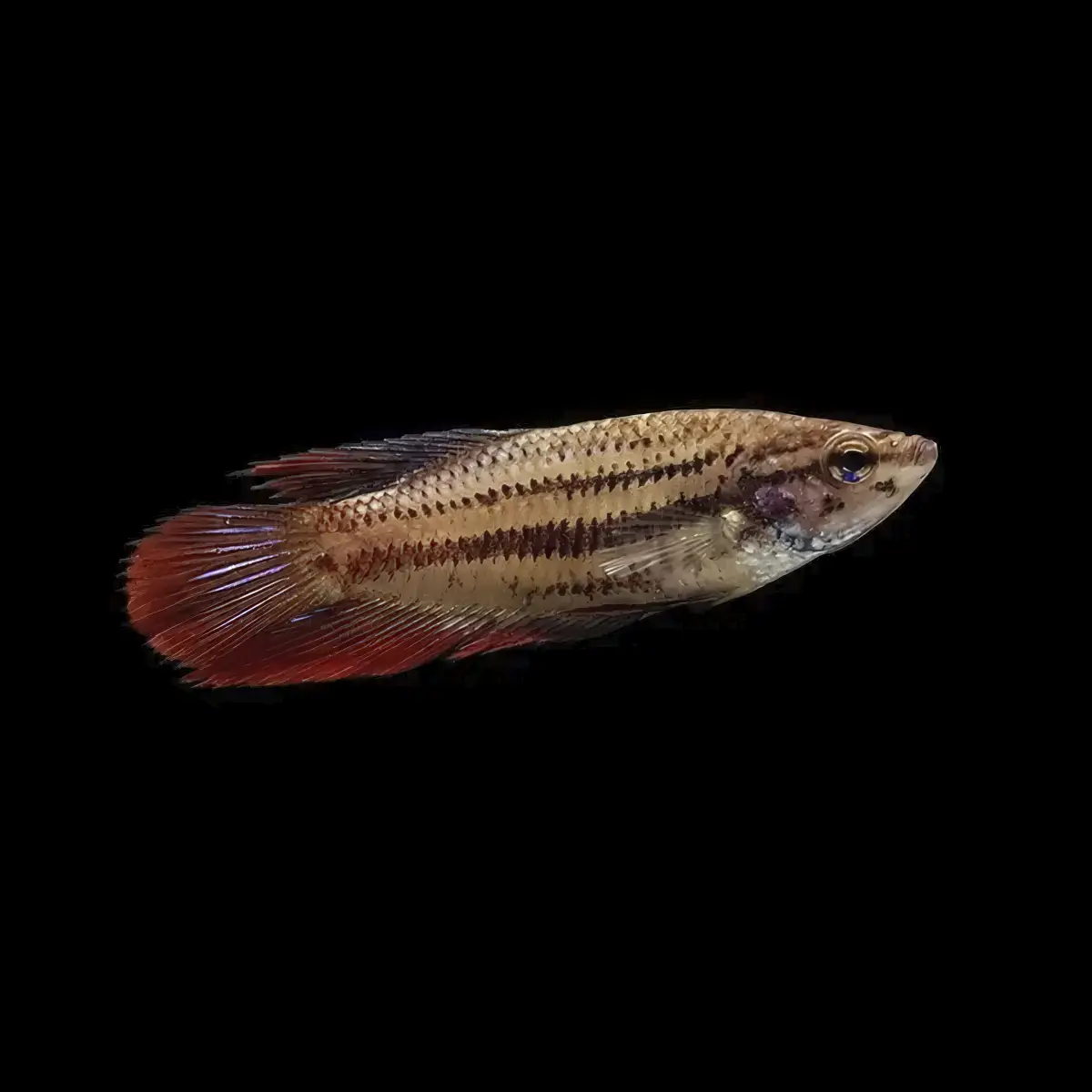 Betta Hembra Splendens nascapers.es