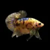 Betta Macho Koi Candy Plakat | Betta splendens nascapers.es