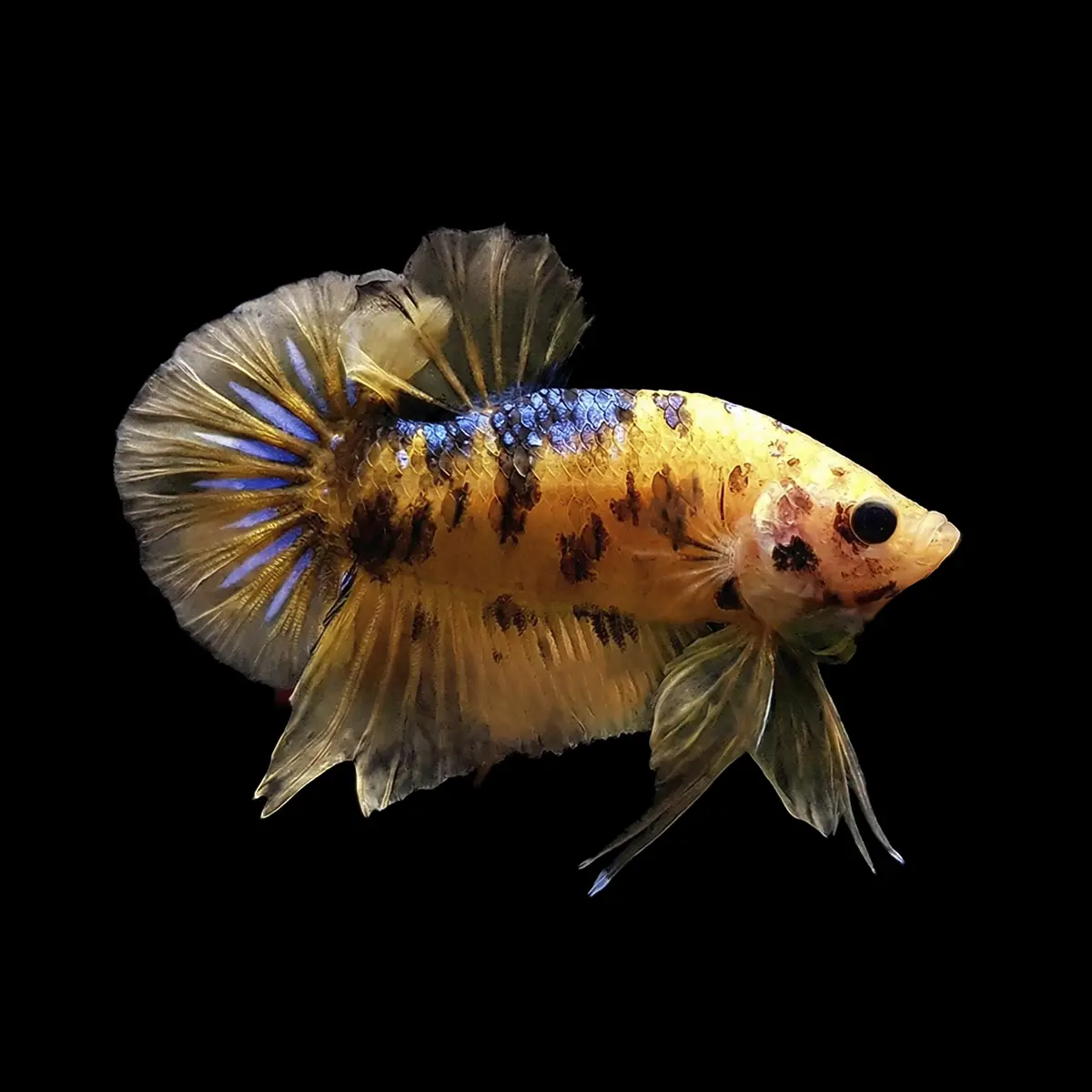 Betta Macho Koi Candy Plakat | Betta splendens nascapers.es