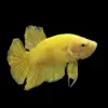 Betta Media Luna Plakat Amarillo nascapers.es