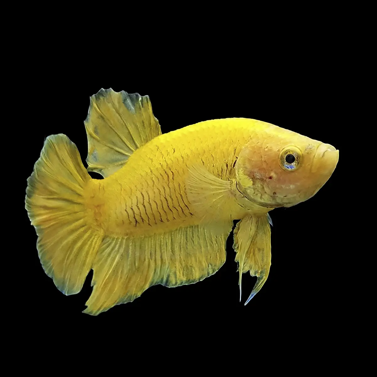 Betta Media Luna Plakat Amarillo nascapers.es