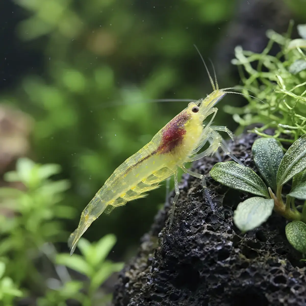 Caridina Multidentata Japonica Yellow nascapers.es