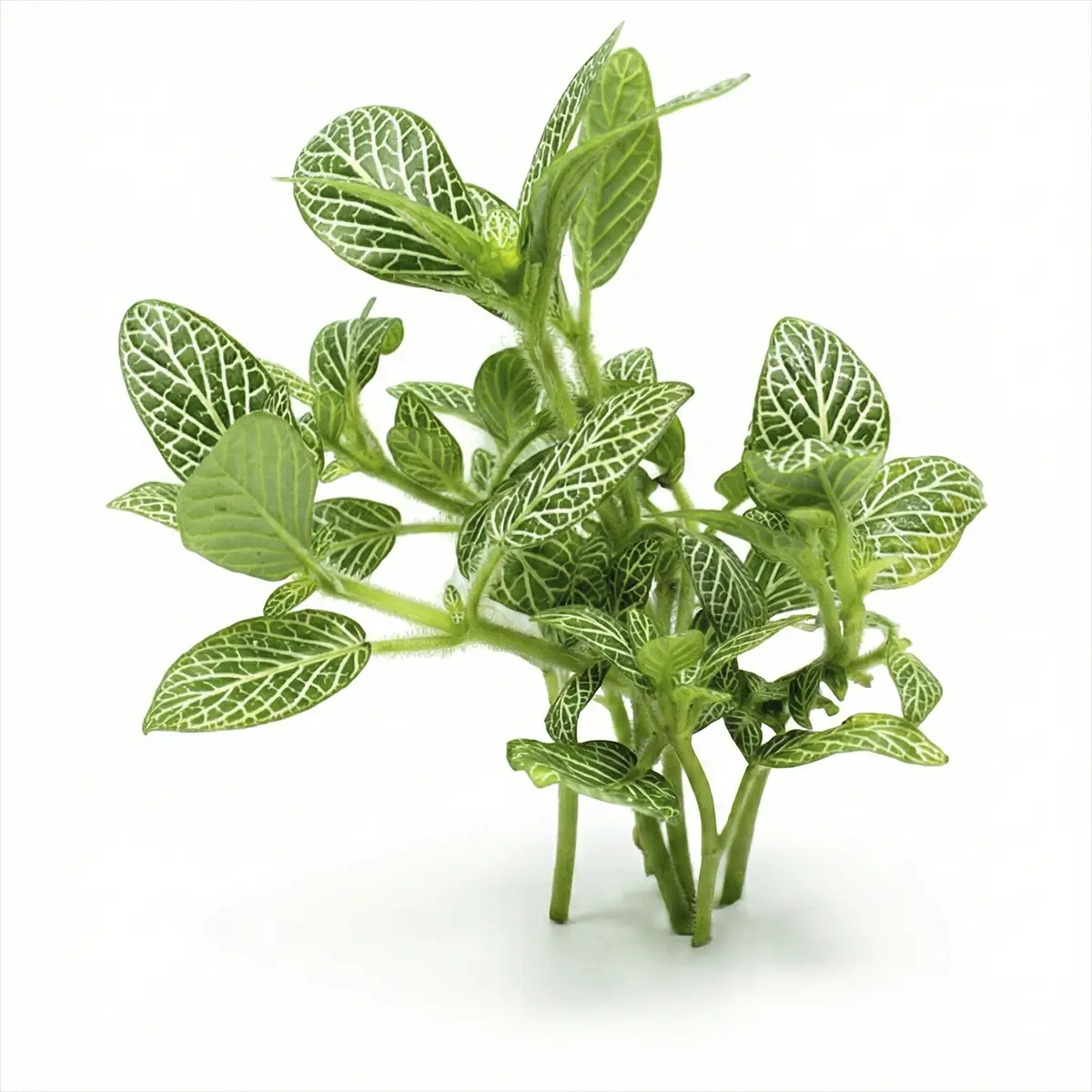 Fittonia Verde nascapers.es