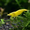 Neocaridina Yellow Eyes Yellow nascapers.es