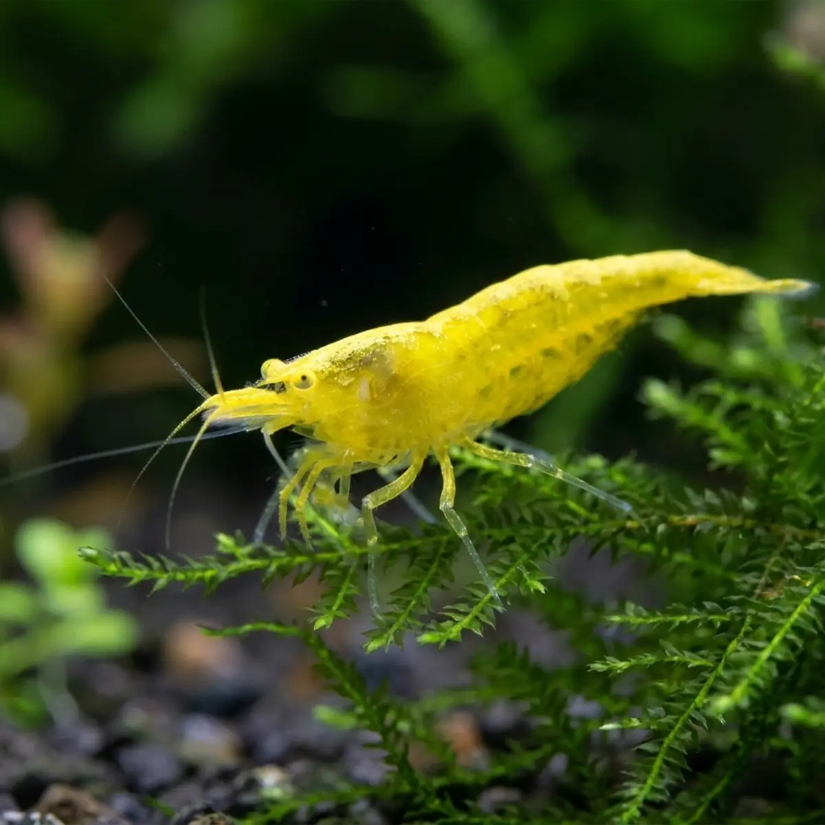 Neocaridina Yellow Eyes Yellow nascapers.es