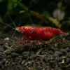 Neocaridina Red Eyes Orange nascapers.es