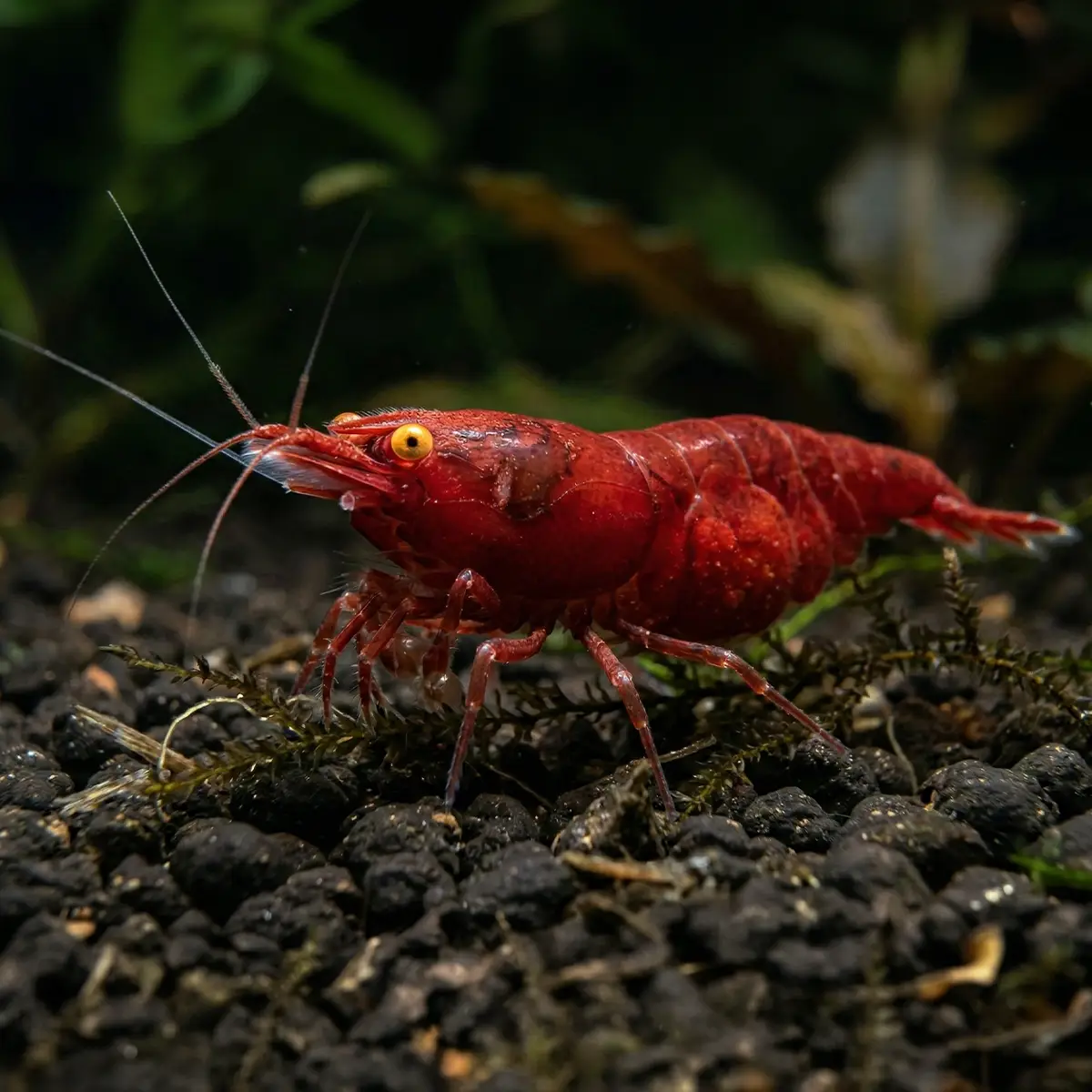 Neocaridina Red Eyes Orange nascapers.es