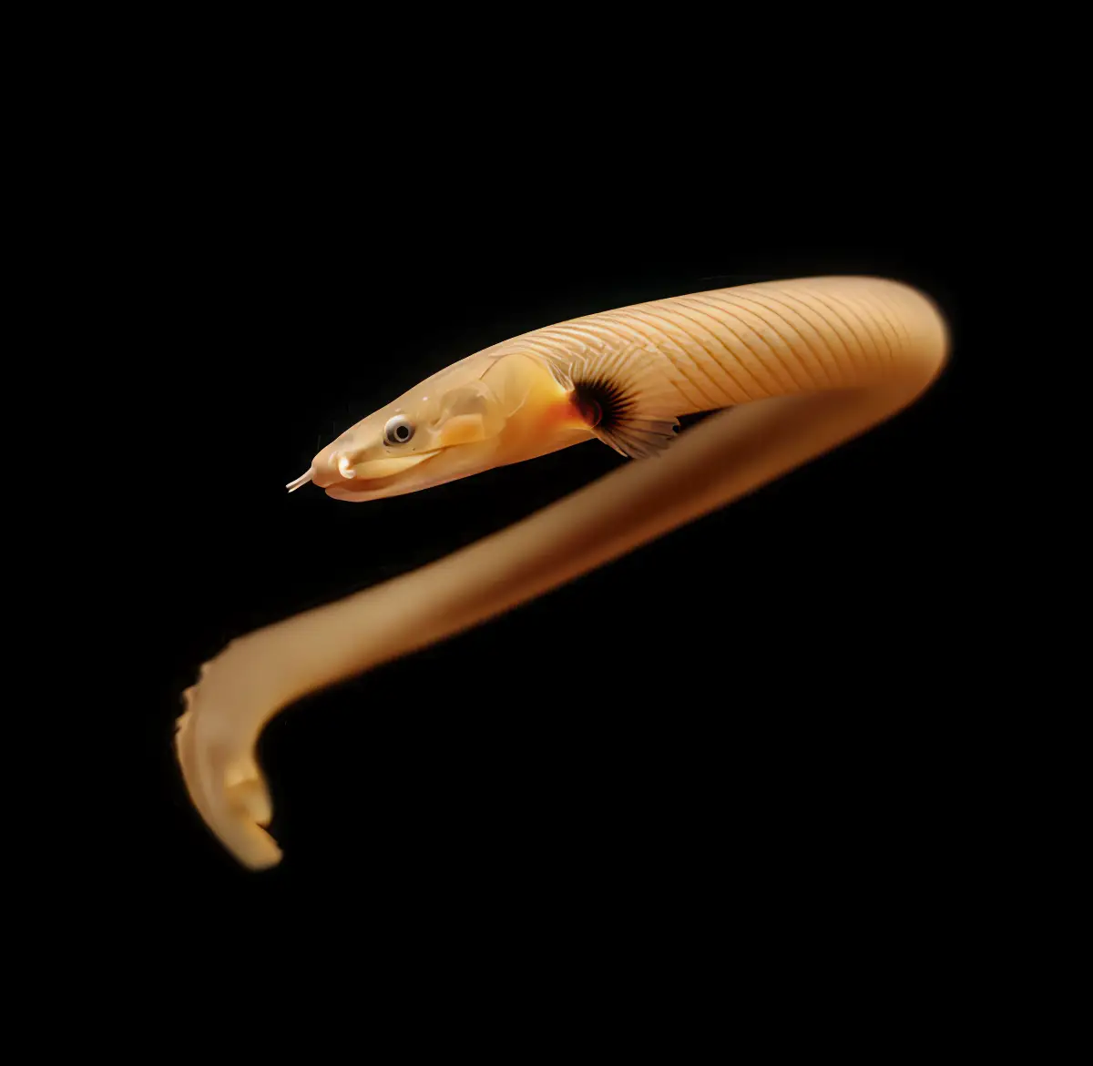 Pez Serpiente Calamita nascapers.es