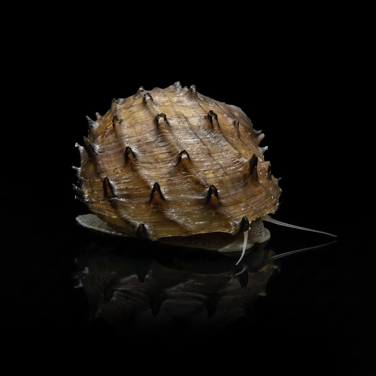 Caracol King Koopa (Durian) | Neritina juttingae nascapers.es