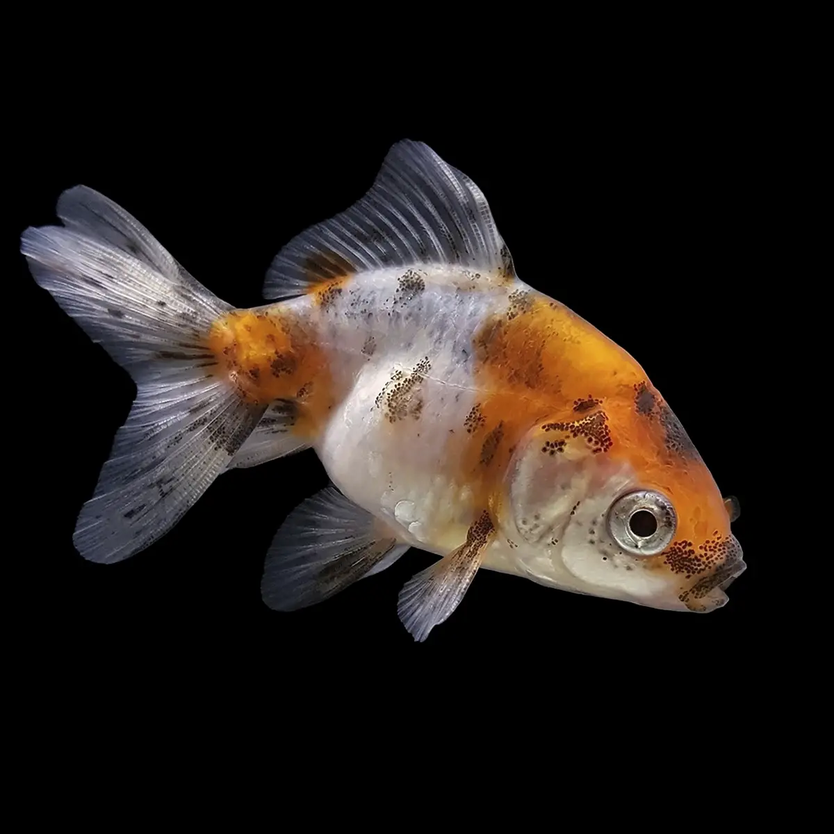 Goldfish Cabeza de León Calico | Carassius auratus nascapers.es