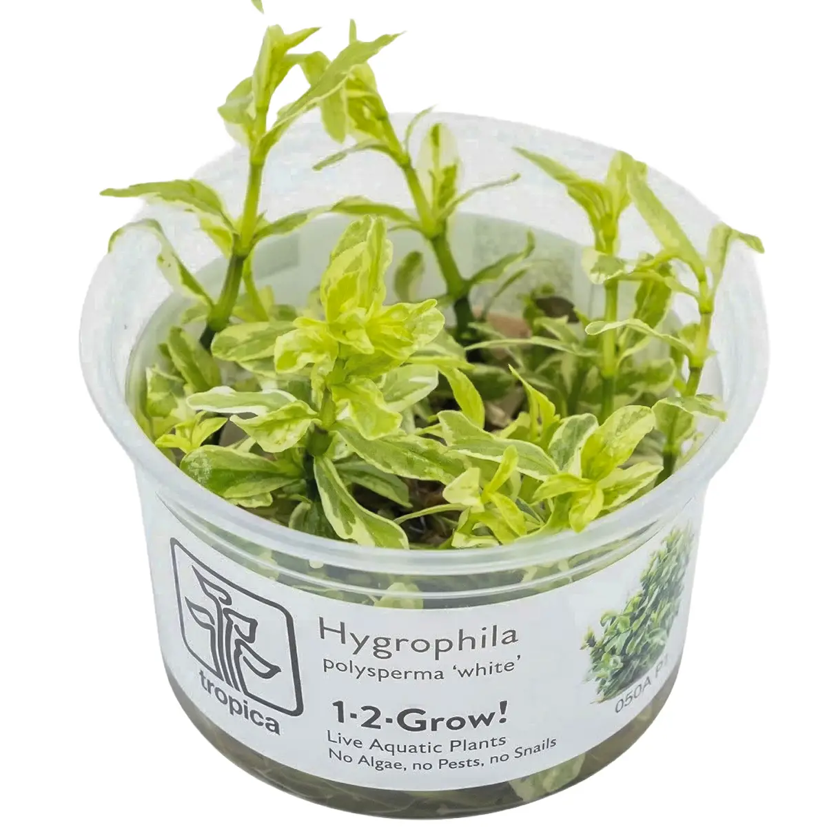 Hygrophila Polysperma White