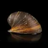 Red Lips Snail | Neritina violacea nascapers.es