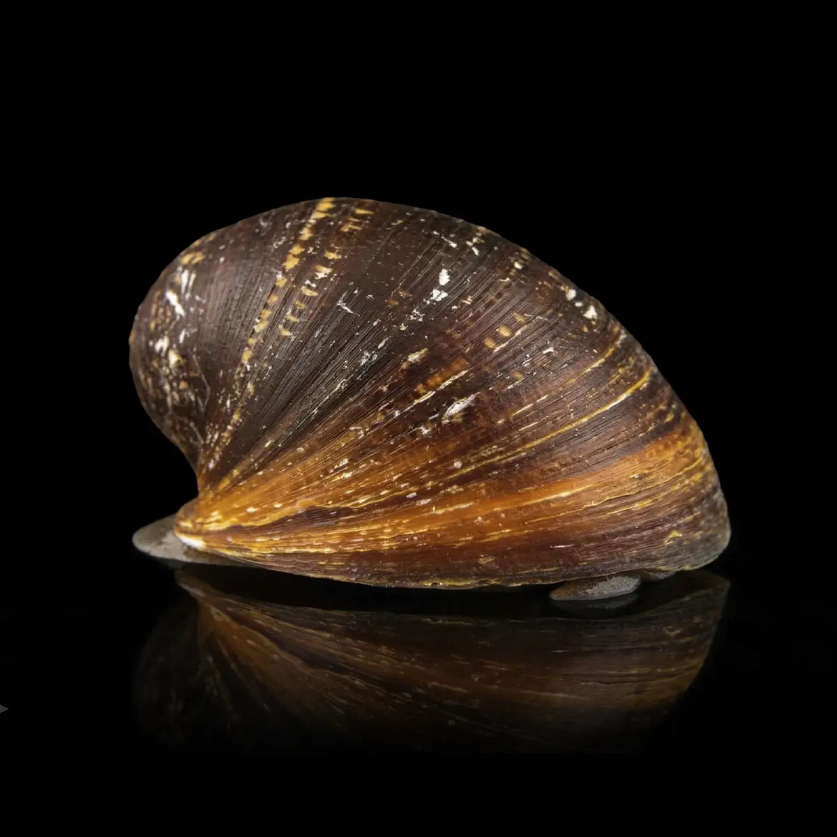 Red Lips Snail | Neritina violacea nascapers.es