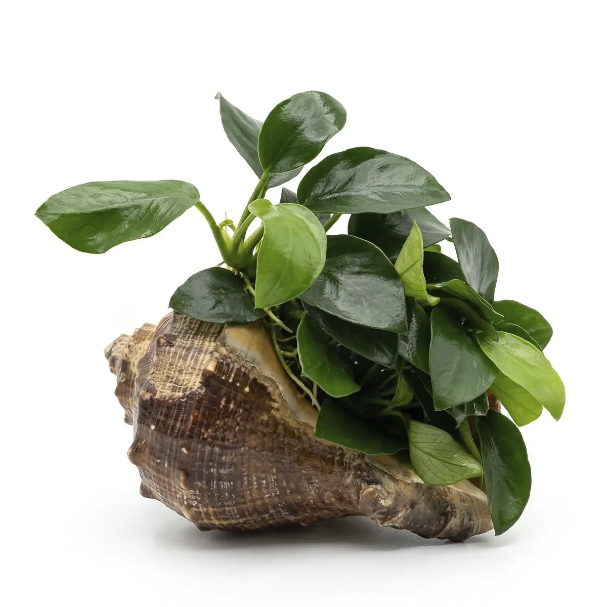 Anubias Petite en concha natural nascapers.es