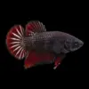 Betta Hembra Media Luna Rojo nascapers.es
