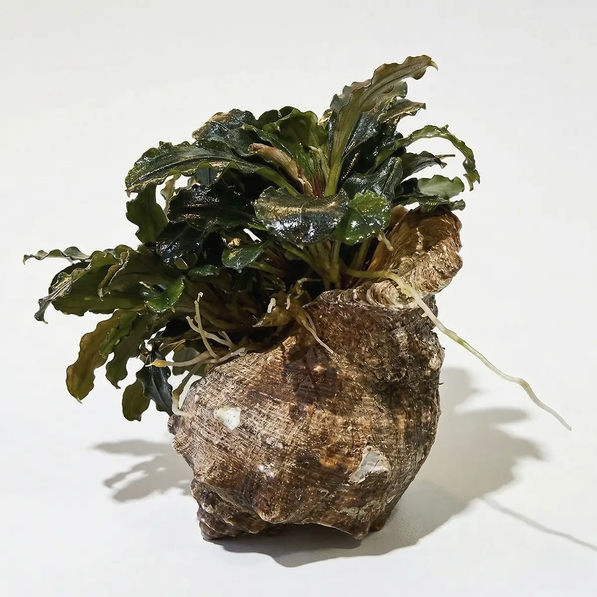 Bucephalandra en concha natural nascapers.es