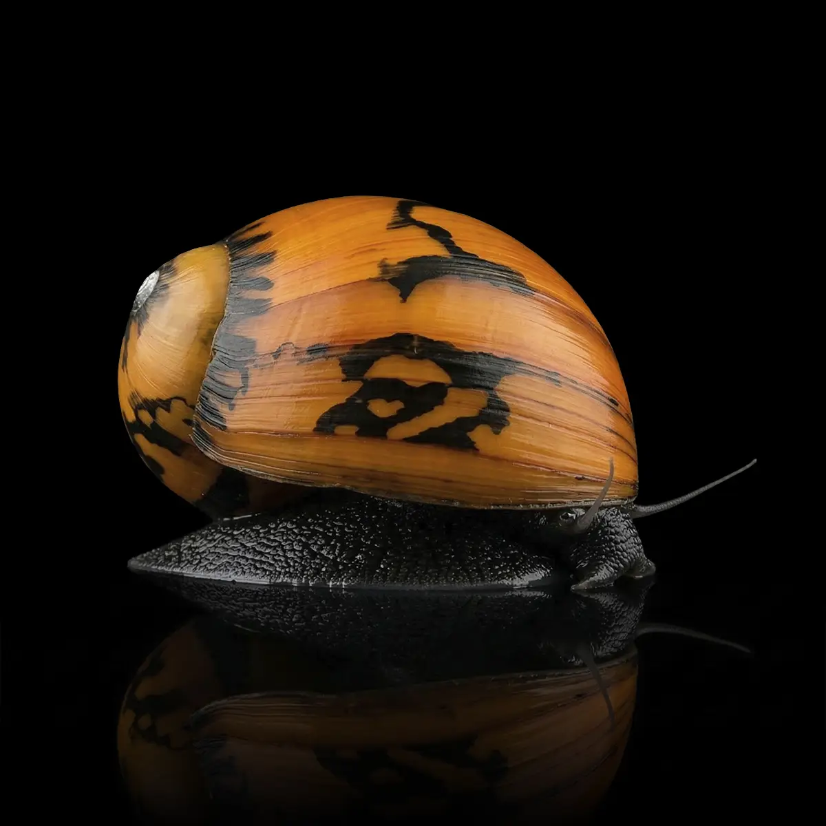 Caracol Batik nascapers.es