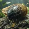 Caracol Batman Snail | Neritina auriculata nascapers.es