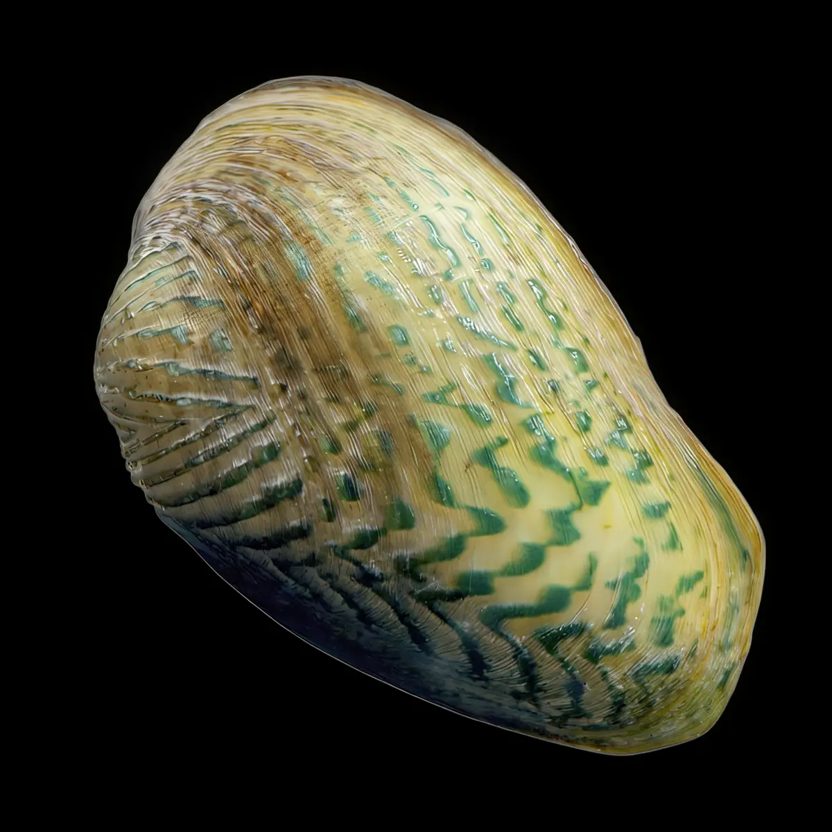 Almeja filtradora de rejilla | Scabies crispata nascapers.es