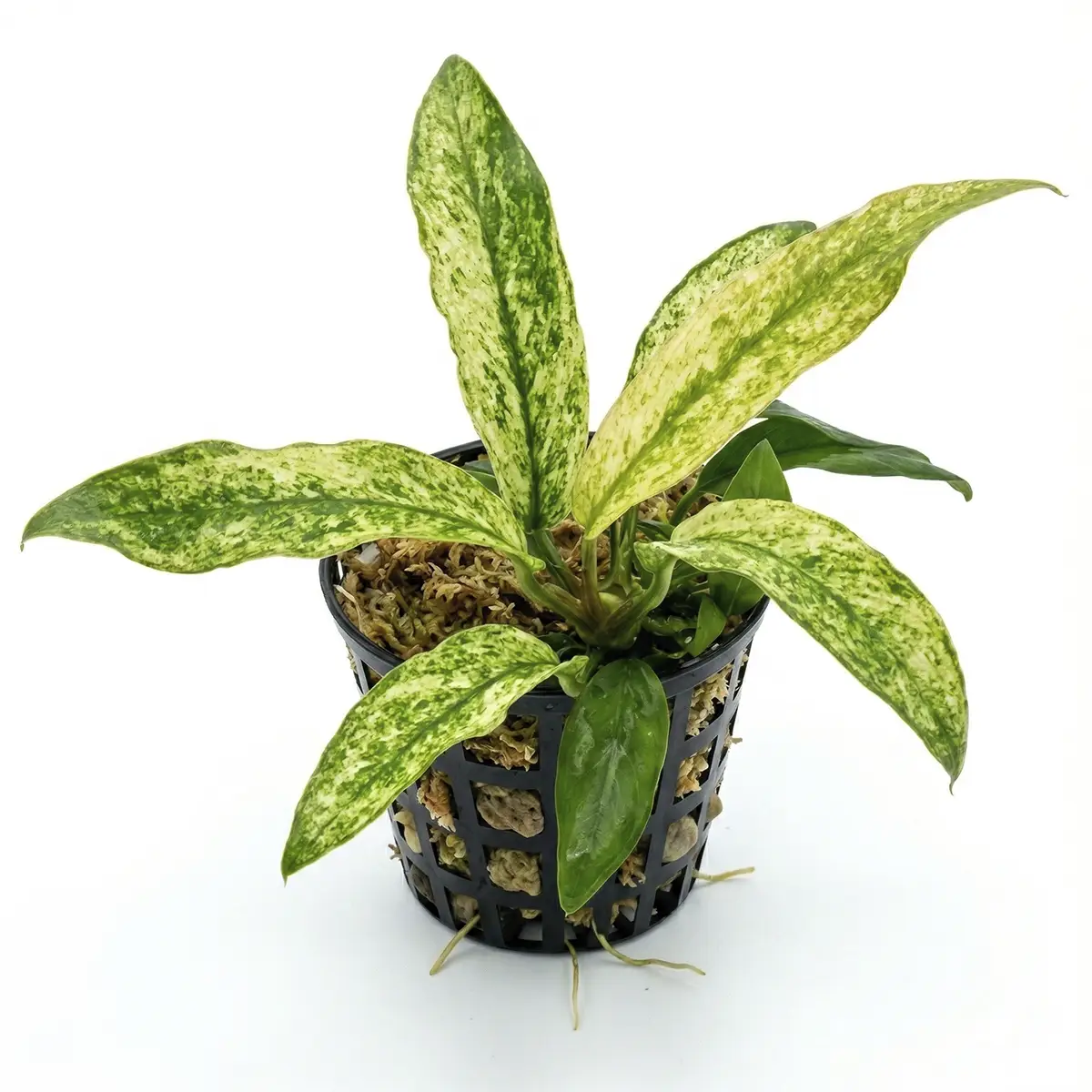 Anubias Barteri var. Glabra Variegata Mini nascapers.es