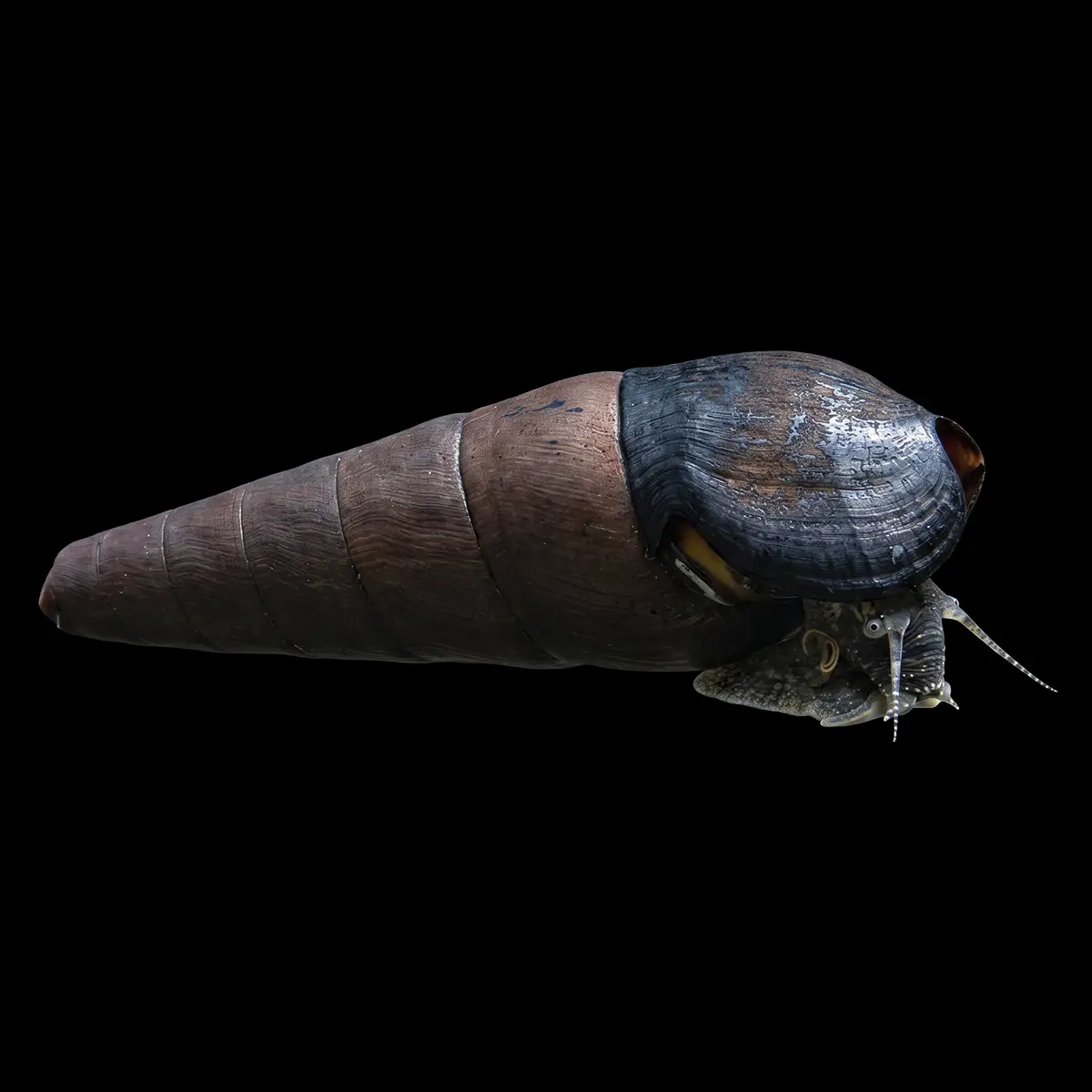 Caracol cuerno del diablo | Faunus ater nascapers.es