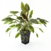 Cryptocoryne Moehlmannii nascapers.es