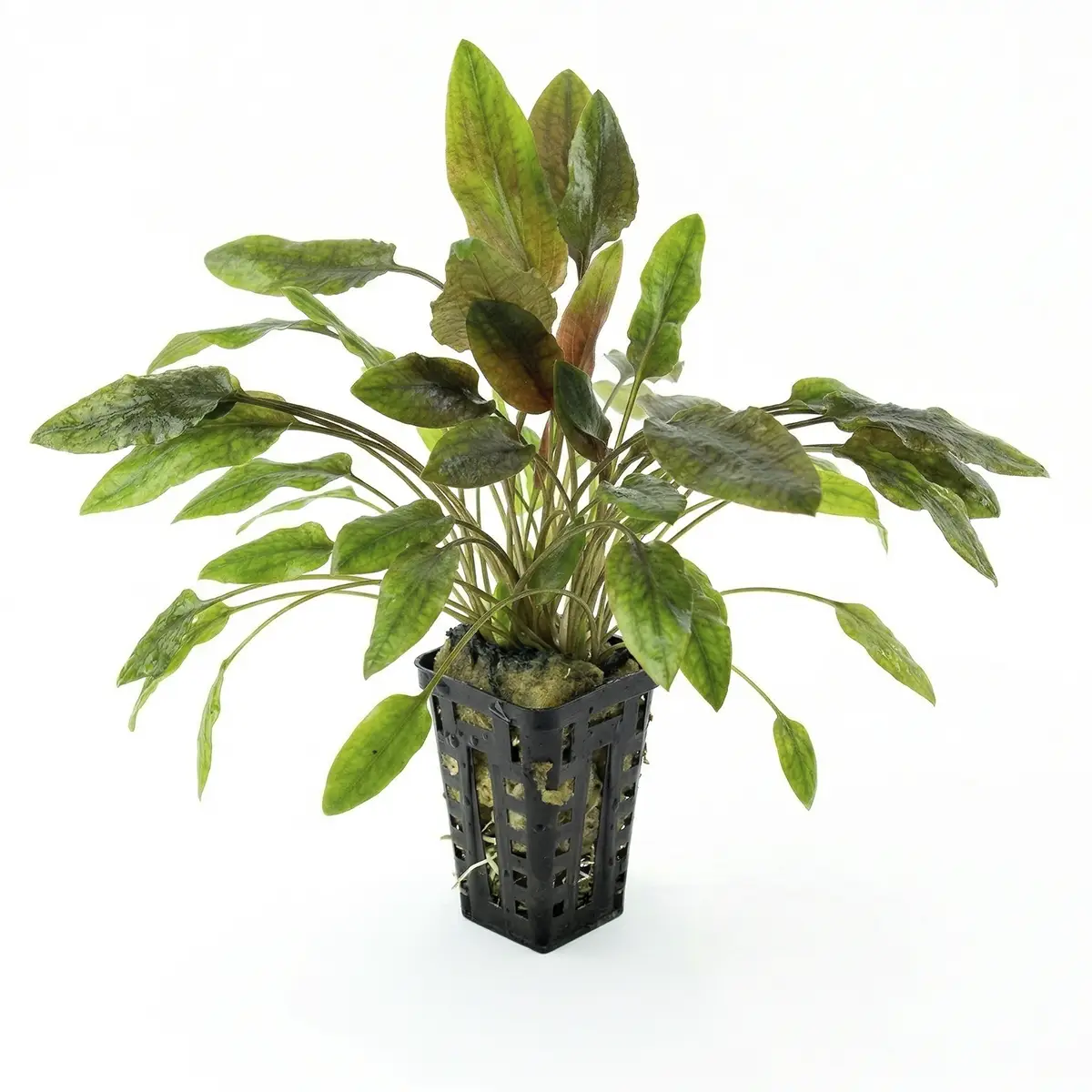 Cryptocoryne Moehlmannii nascapers.es