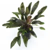 Cryptocoryne indonesii nascapers.es
