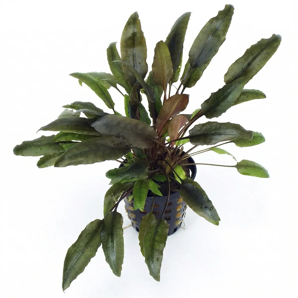 Cryptocoryne indonesii nascapers.es