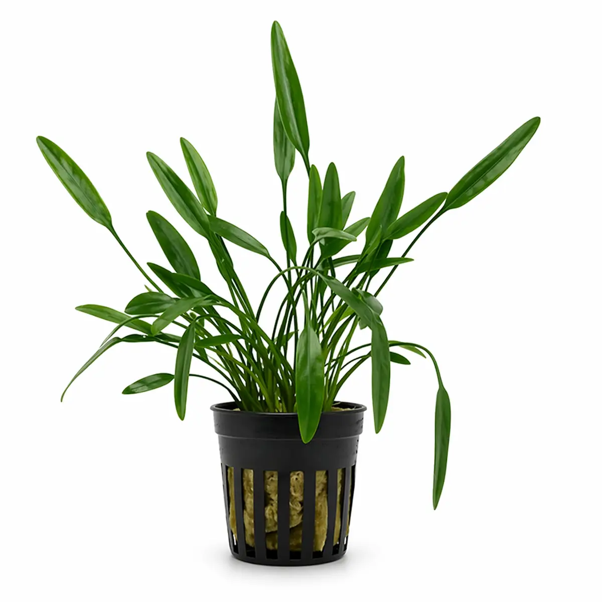 Cryptocoryne x willisii 'Lucens' nascapers.es