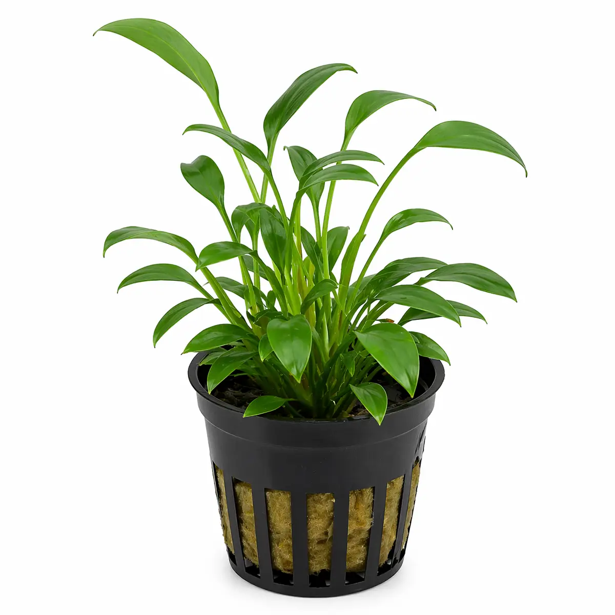 Cryptocoryne x willisii Nevellii nascapers.es