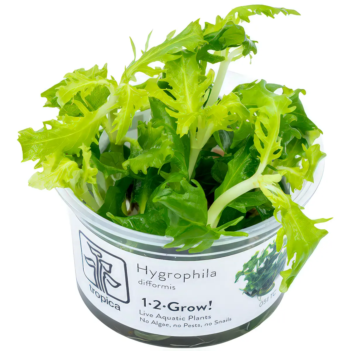 Hygrophila difformis nascapers.es